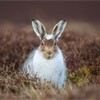 Mountain hare (Lepus timidus) in patial winter coat in moorland habitat , Scotland